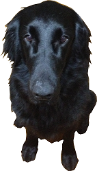 タブを切り替えてね